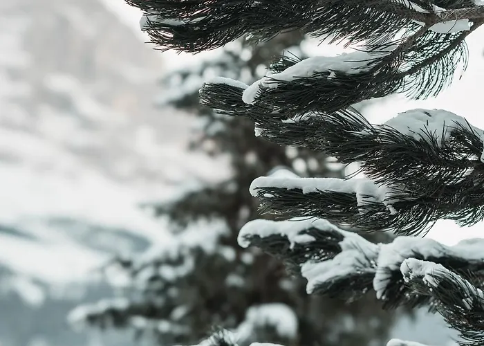 Homely - Naehe Terminal 格林德瓦