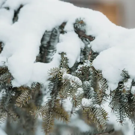 Homely - Naehe Terminal * Grindelwald