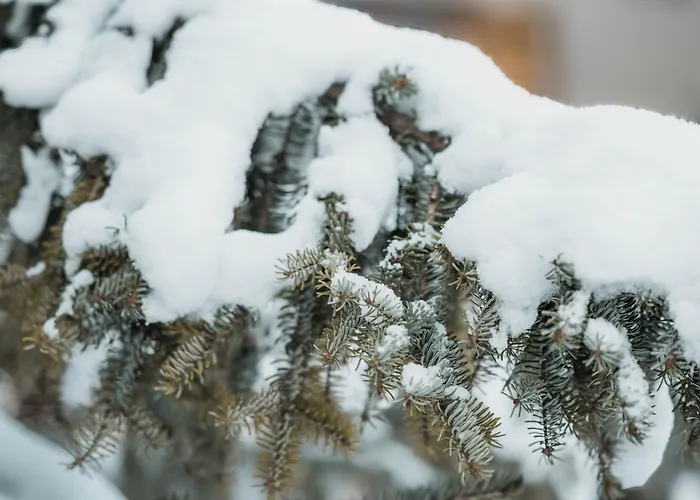 Homely - Naehe Terminal * Grindelwald